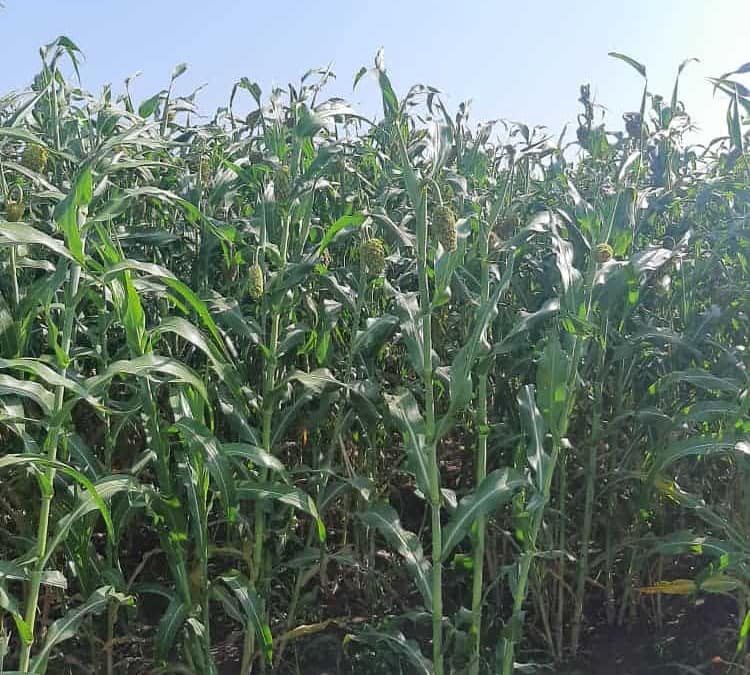 Cultiver la terre, c’est réduire la pauvreté